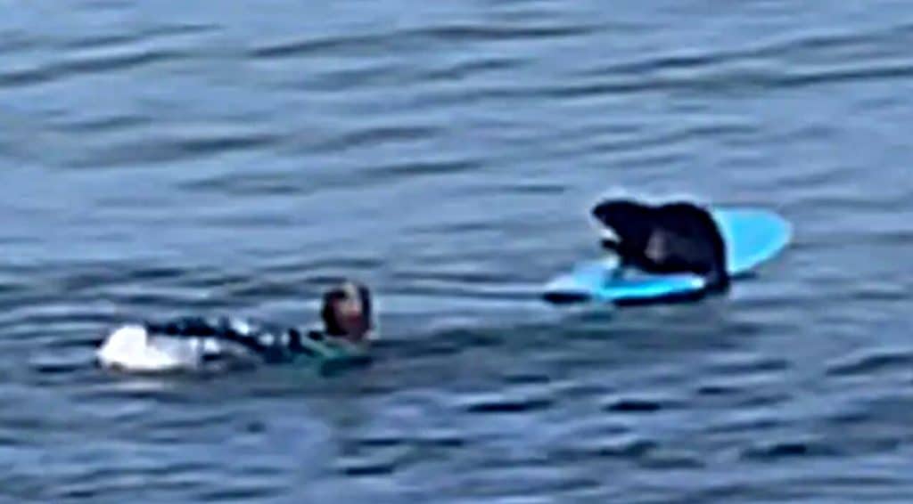 Pregnant Sea Otter Steals Man's Surfboard