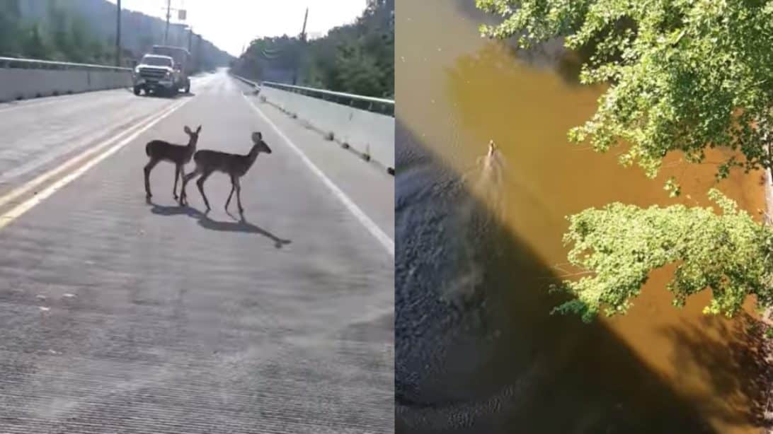 Man Filming Deer Shocked To Watch One Jump From 100ft Overpass