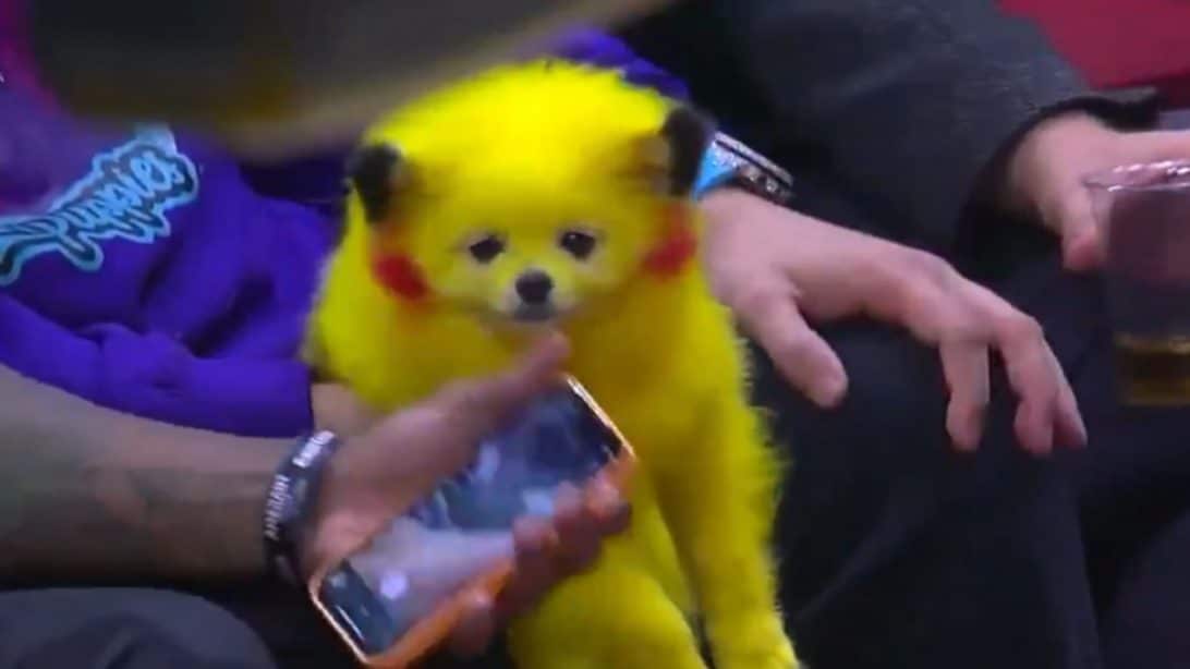 Guy Brings Dog With Its Fur Dyed As Pikachu To NBA Game Country Music