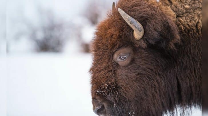 Semi-Tuck Crashes Into Herd Of Yellowstone Bison, Killing 13 Of Them ...