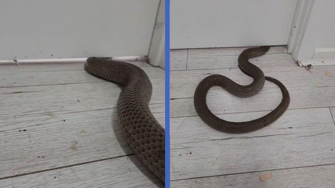 Terrifying Video Reveals Venomous Snakes’ Ability To Flatten & Enter Homes