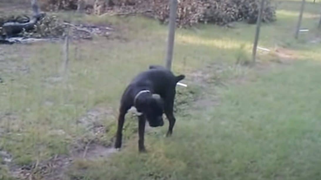 Dog Gets Shocked Peeing On Electric Fence