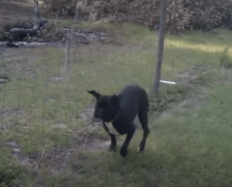 Dog Gets Shocked Peeing On Electric Fence
