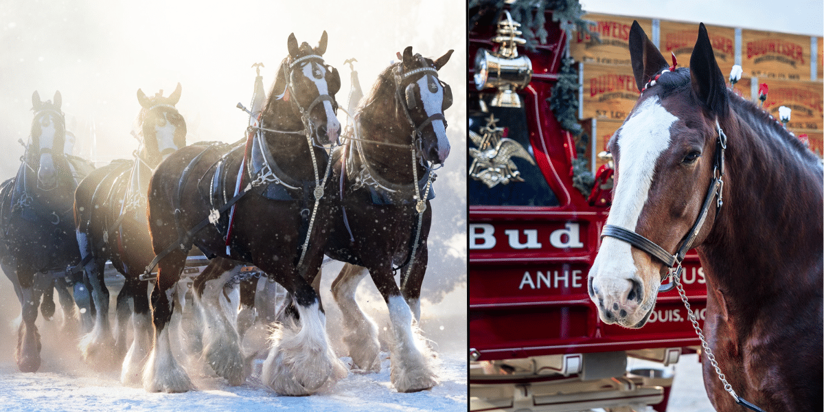 super bowl ads budweiser