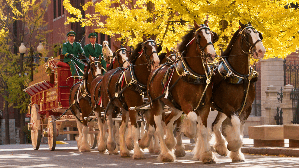 The famous Budweiser Clydesdales