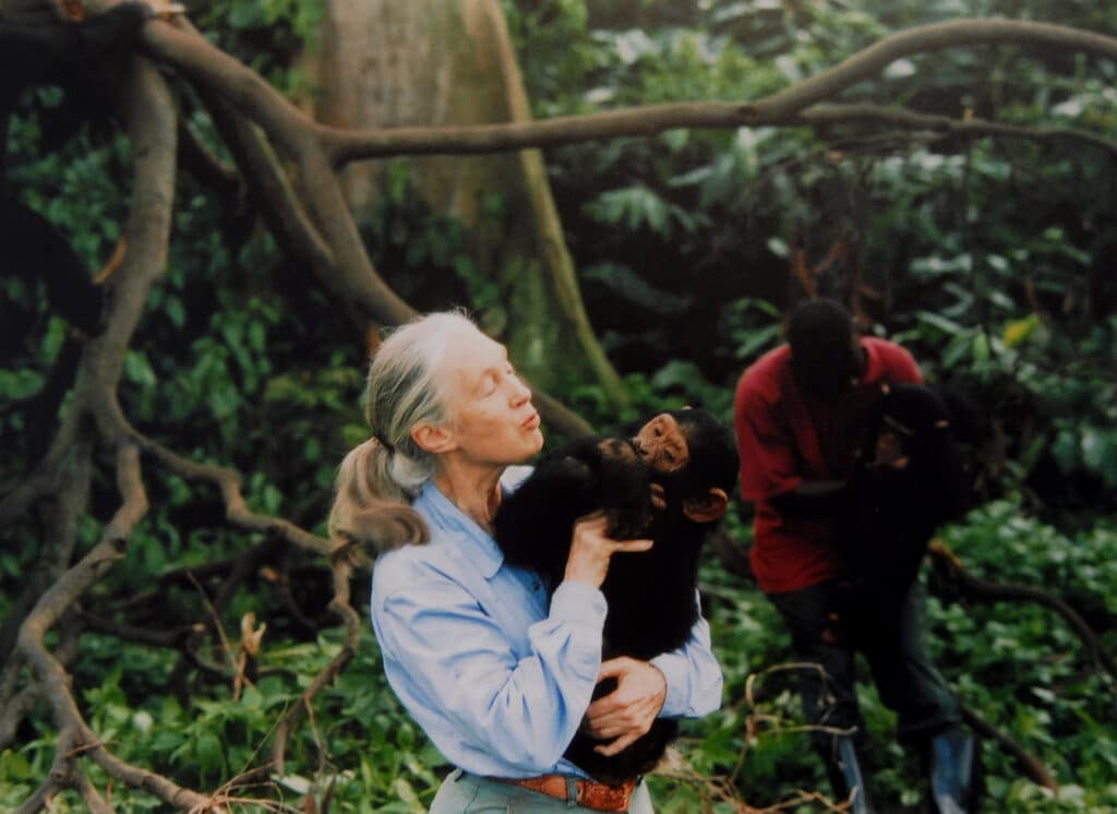 Jane Goodall with a chimpanzee