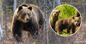 On October 12, two hikers in British Columbia, Canada, were attack by a grizzly bear defending its cubs.