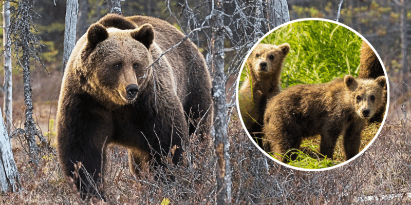 On October 12, two hikers in British Columbia, Canada, were attack by a grizzly bear defending its cubs.