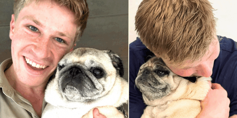 Robert Irwin shares unfortunate update about his dog Stella's health