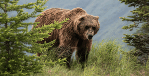 A school group in British Columbia, Canada, was attacked by a grizzly bear while eating lunch on a trail. The attack left 11 individuals injured, and the bear remains on the loose as of Nov. 21.
