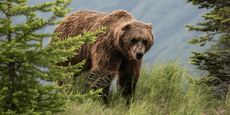 A school group in British Columbia, Canada, was attacked by a grizzly bear while eating lunch on a trail. The attack left 11 individuals injured, and the bear remains on the loose as of Nov. 21.
