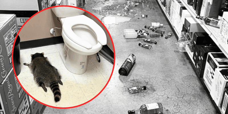 A raccoon in Virginia has captured the hearts of the public after it was found unconscious in a liquor store.