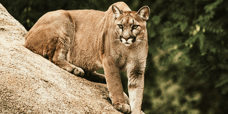 On Jan. 1, a woman was reportedly killed in a mountain lion attack in Colorado. An investigation is underway...