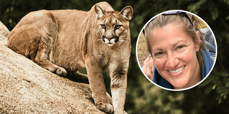 On Jan. 1, a woman identified as Kristen Marie Kovatch, 46, was killed in a mountain lion attack in Colorado. Two mountain lions at the scene were euthanized.