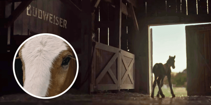 budweiser foal in 2026 ad