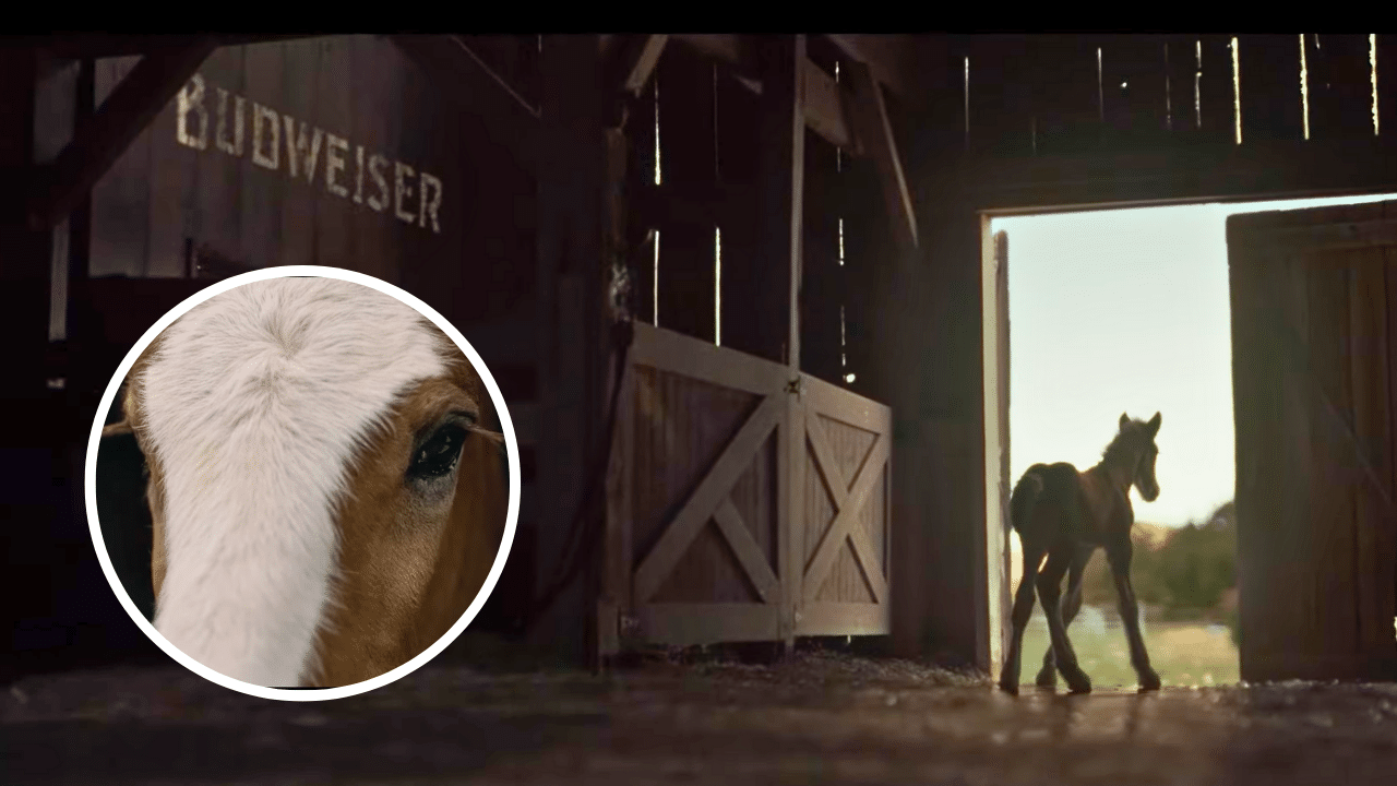 Sneak Peek: Baby Clydesdale Stars In Budweiser's 2026 Super Bowl Ad