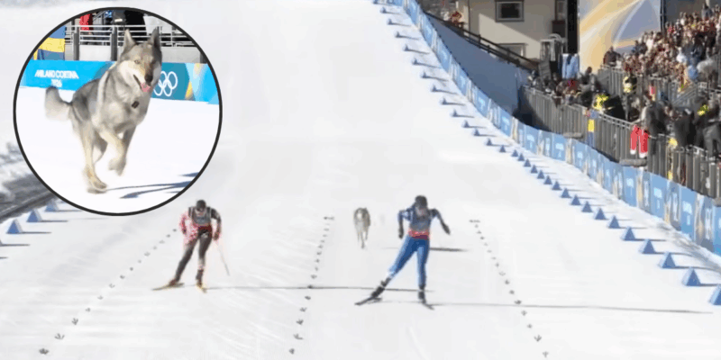 Dog Runs Through Olympics
