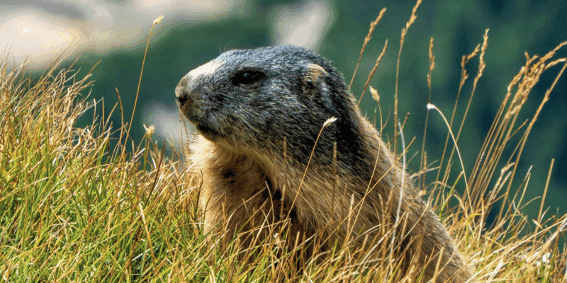 Groundhog Day, observed on Feb. 2, saw the groundhog, Punxsutawney Phil, give a prediction on the winter season ahead...