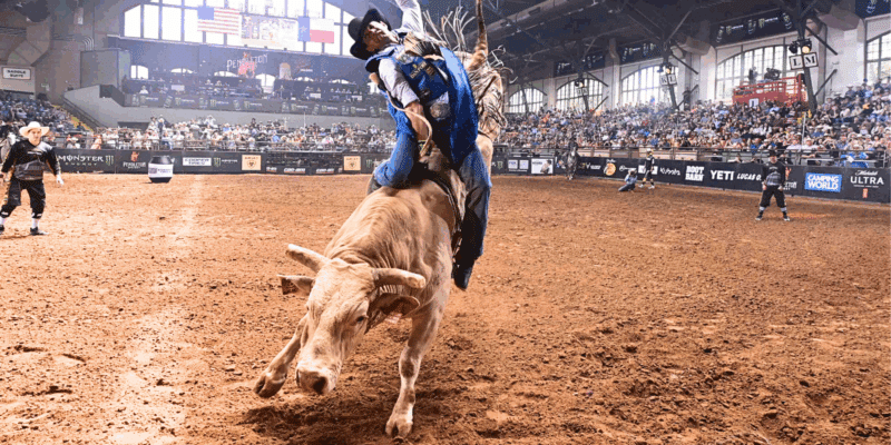 Champion PBR bull 