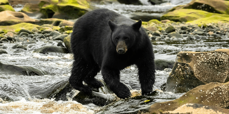 Over the past two weekends, hikers of the Great Smoky Mountains have reported six separate bear incidents...