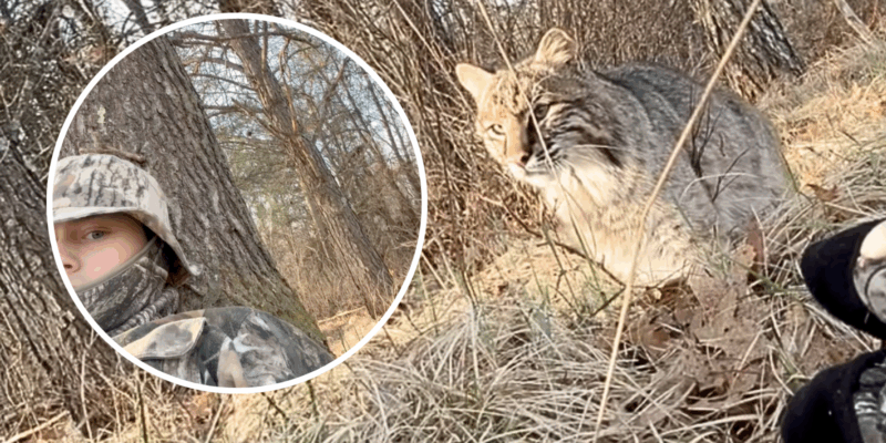 A 19-year-old hunter in Wisconsin filmed a bobcat sneaking up on him as he hunted for turkeys, and he captured video of the moment the bobcat pounced at him...